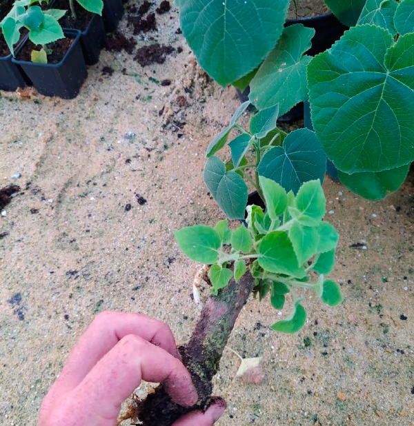 Paulownia Shan Tong S korzenie | Paulownia Energy Polska