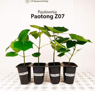 Paulownia Pao Tong Z07 50 graines Empress Tree, Dragon Tree, Princess Tree Arbre à croissance