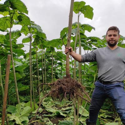 Paulownia Elongata XXL kaufen Paulownia Energy Deutschland