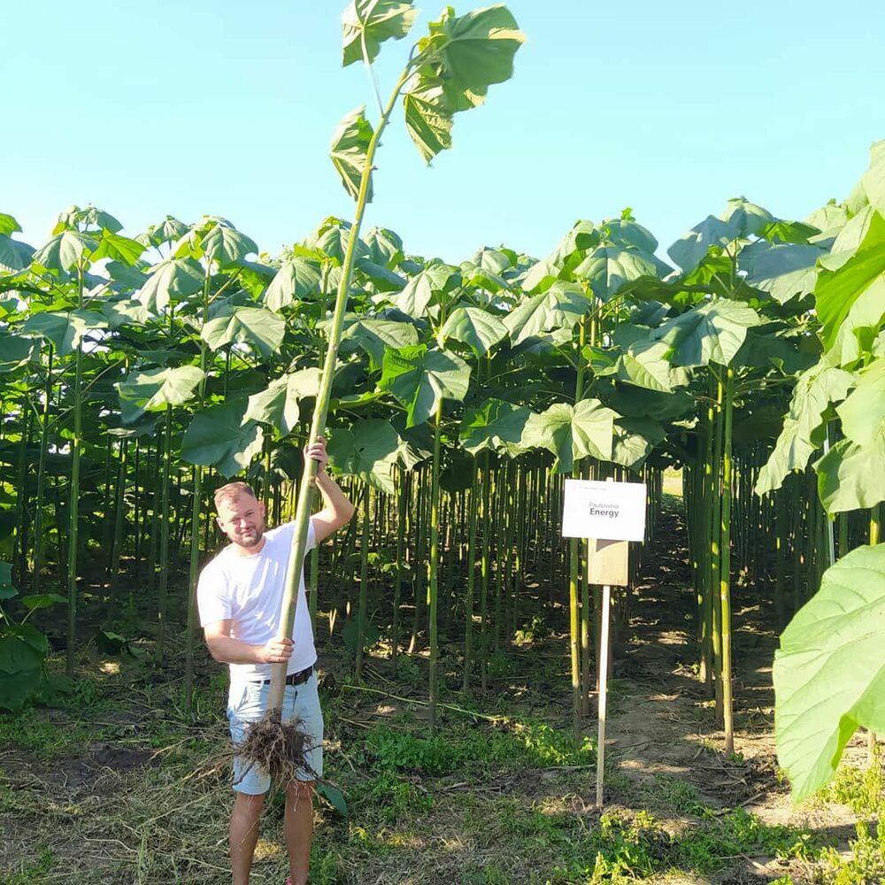 Gallery PAULOWNIA ENERGY