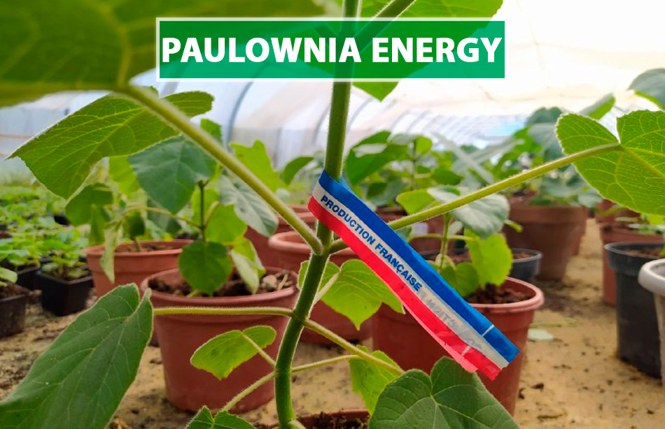Paulownia Energy France
